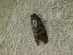 蝉のサムネール画像
